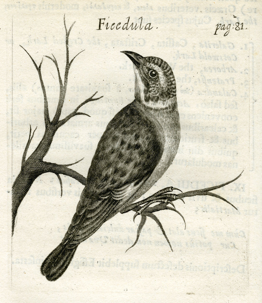 Detail of Flycatcher by Unknown