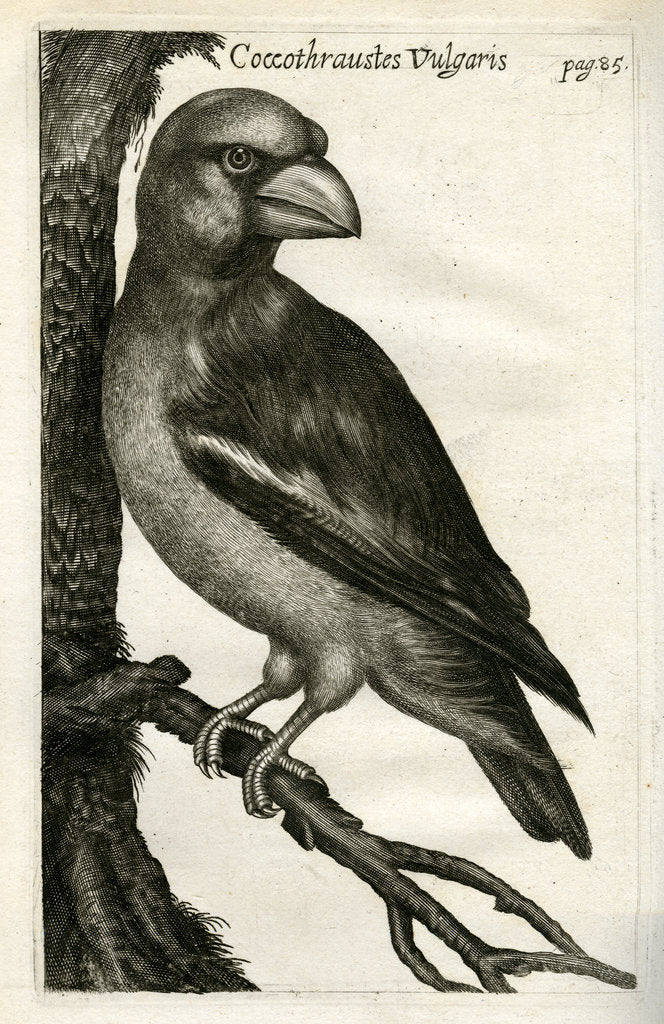 Detail of Hawfinch by Unknown