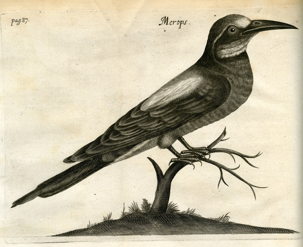 Detail of European bee-eater by Unknown