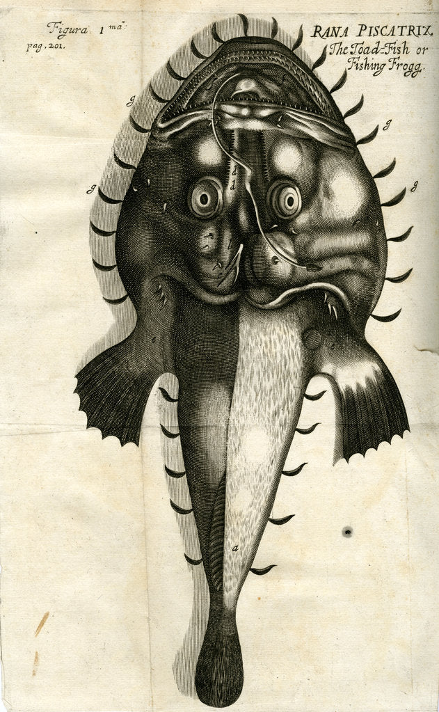 Detail of Angler by Unknown