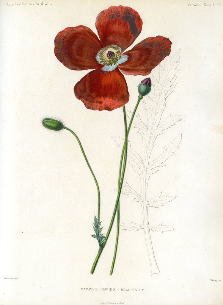 Detail of Poppy hybrid by Debray