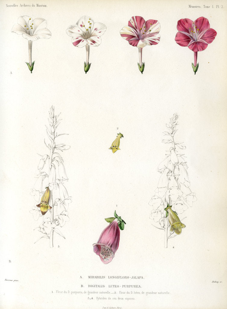 Detail of Four-o’clock and foxglove hybrids by Debray