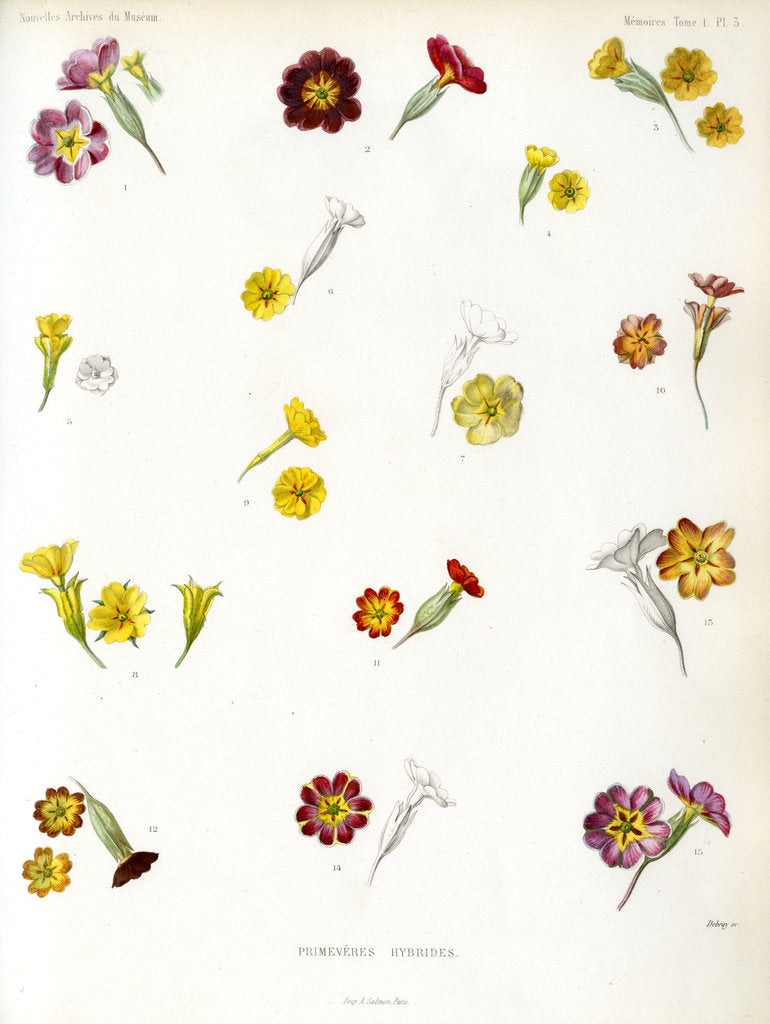 Detail of Primula hybrids by Debray