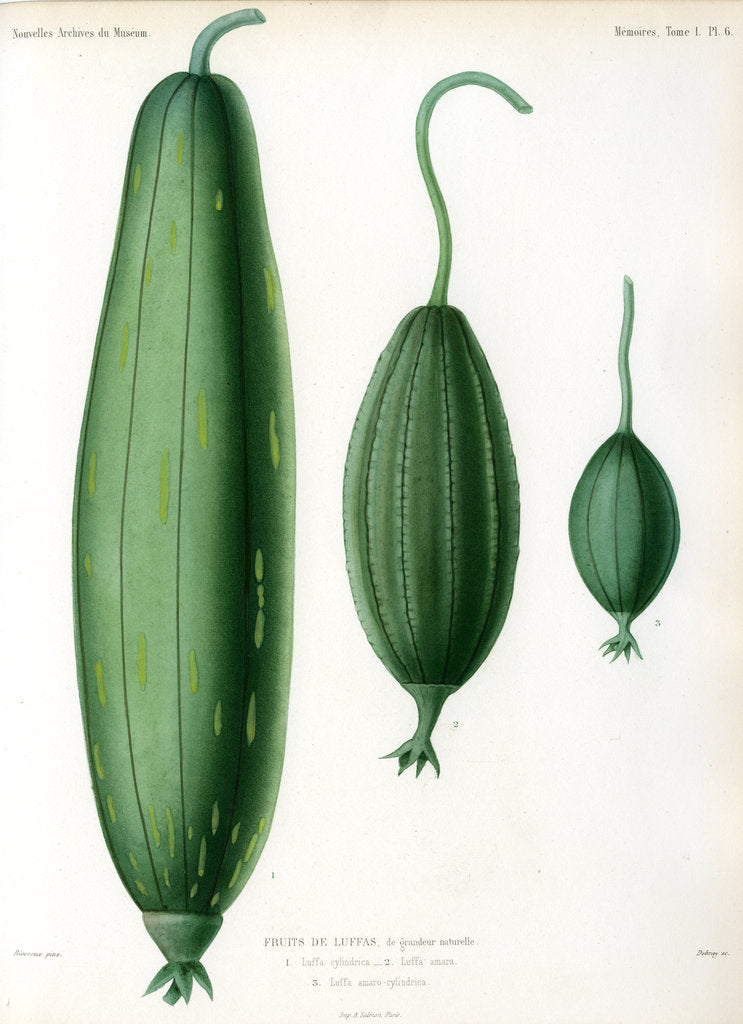 Detail of Luffas and luffa hybrid by Debray