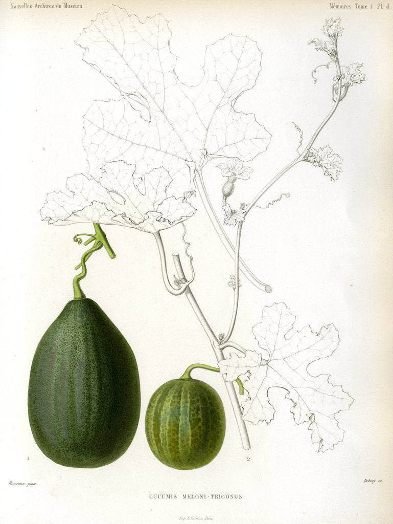 Detail of Cucumis hybrids by Debray