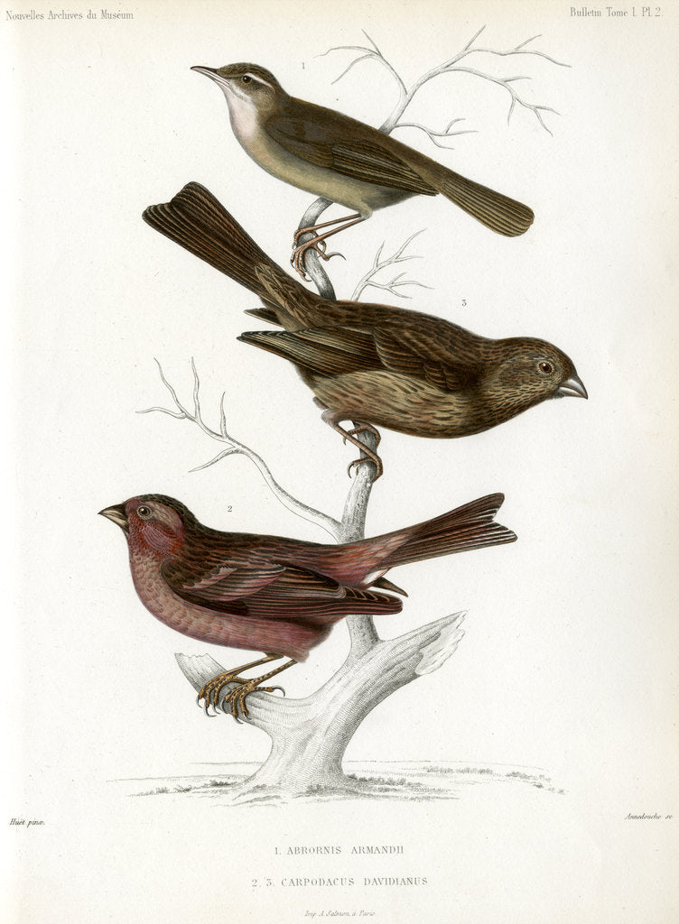 Detail of Yellow-streaked warbler and Chinese beautiful rosefinch by Christophe Annedouche