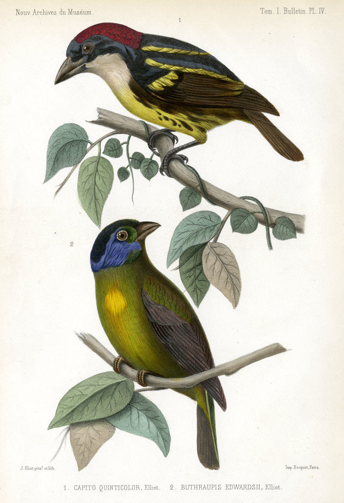 Detail of Five-coloured barbet and Moss-backed tanager by J Huet