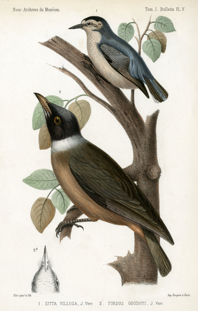 Detail of Snowy-browed nuthatch and Vanga by J Huet