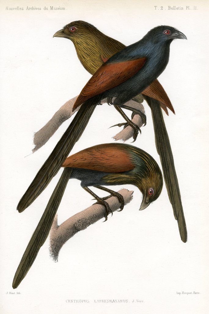 Detail of Malagasy coucal by J Huet