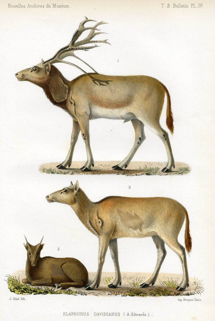 Detail of Père David's deer by J Huet