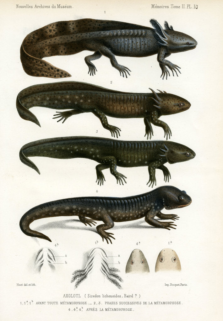 Detail of Barred tiger salamander by J Huet