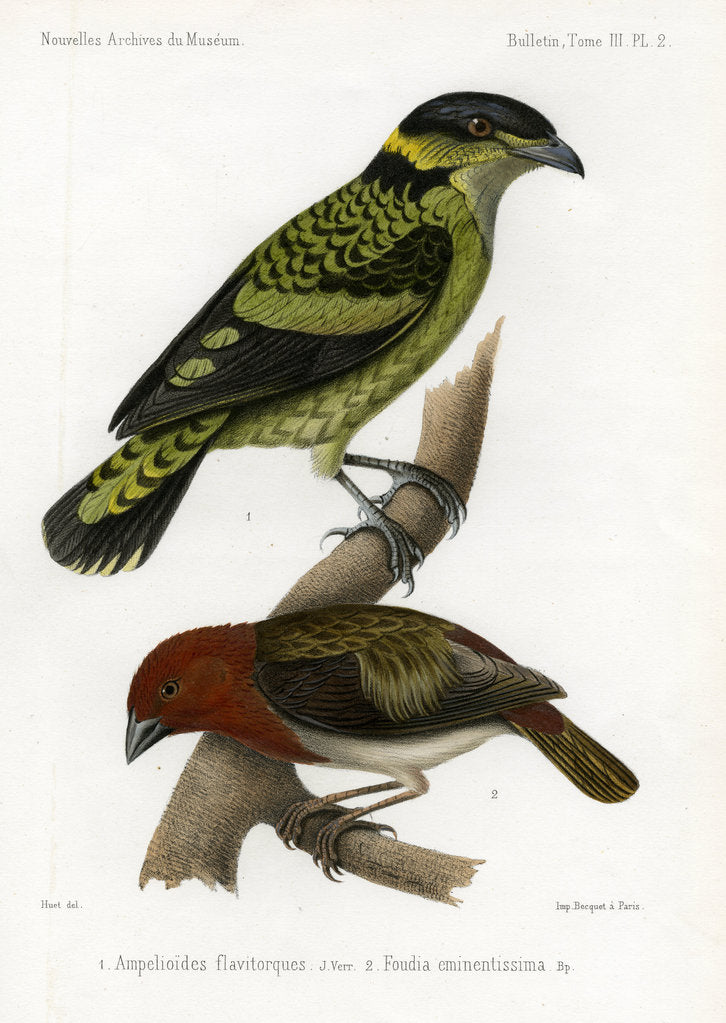 Detail of Scaled fruiteater and Red-headed fody by J Huet