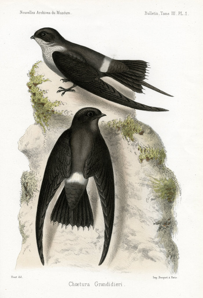 Detail of Malagasy spinetail by J Huet