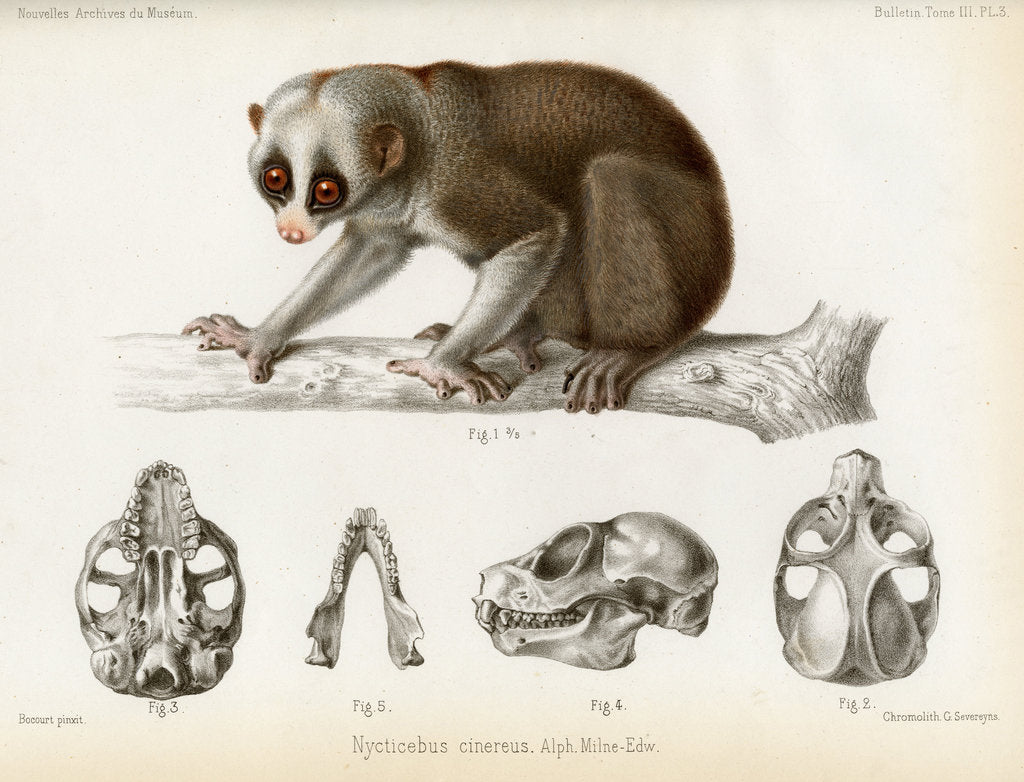 Detail of Bengal slow lorus by Marie Firmin Bocourt