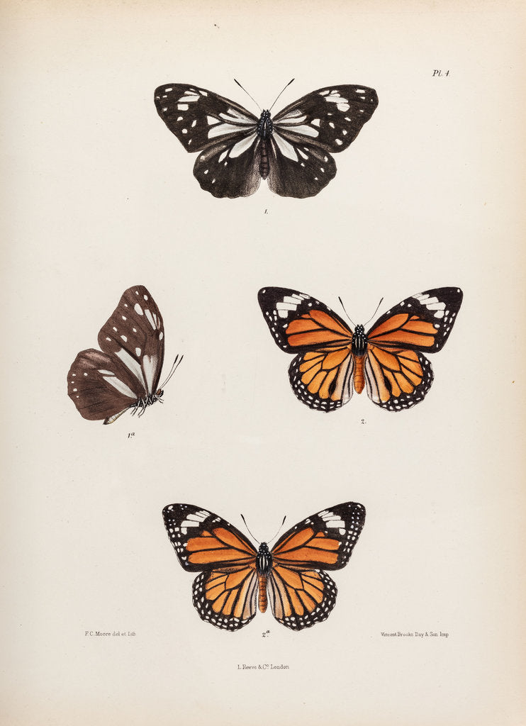 Detail of Tiger buttergly by Frederic C Moore