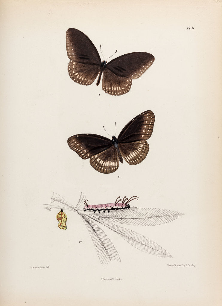 Detail of Double-branded crow butterfly by Frederic C Moore