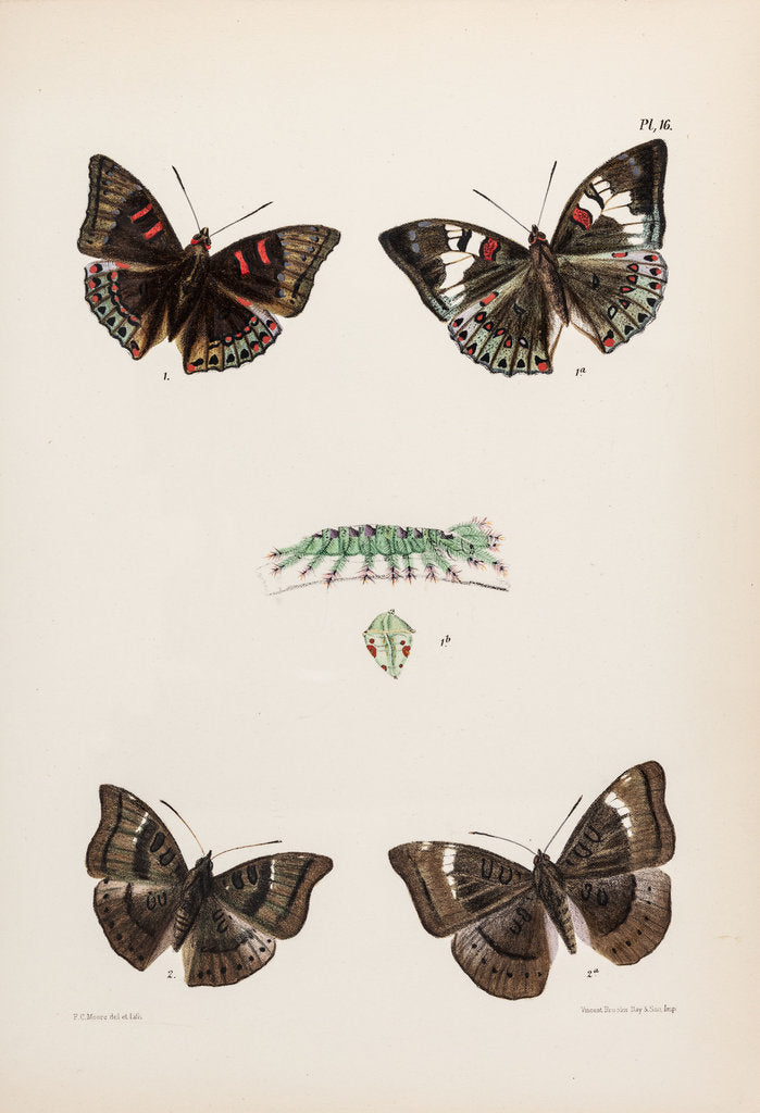 Detail of Baron butterflies by Frederic C Moore