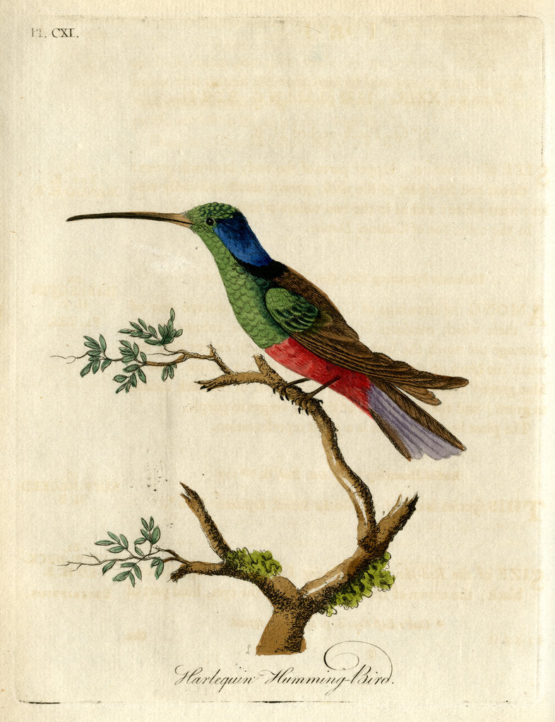 Detail of ‘Harlequin humming-bird’ by John Latham