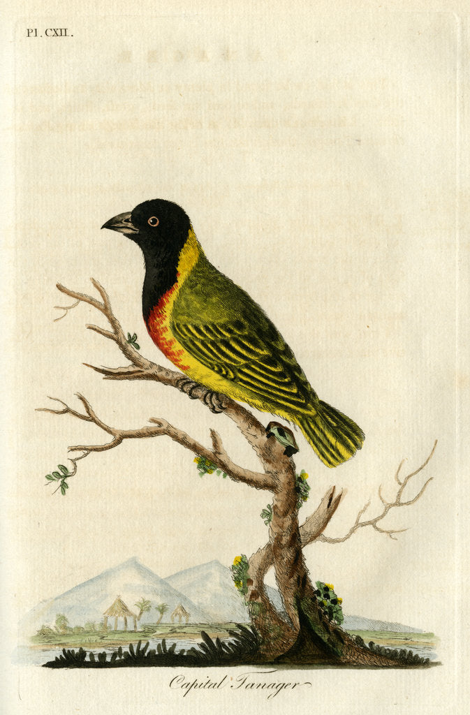 Detail of ‘Capital tanager’ by John Latham