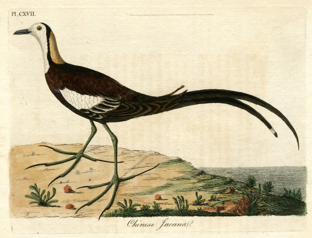 Detail of ‘Chinese jacana’ by John Latham