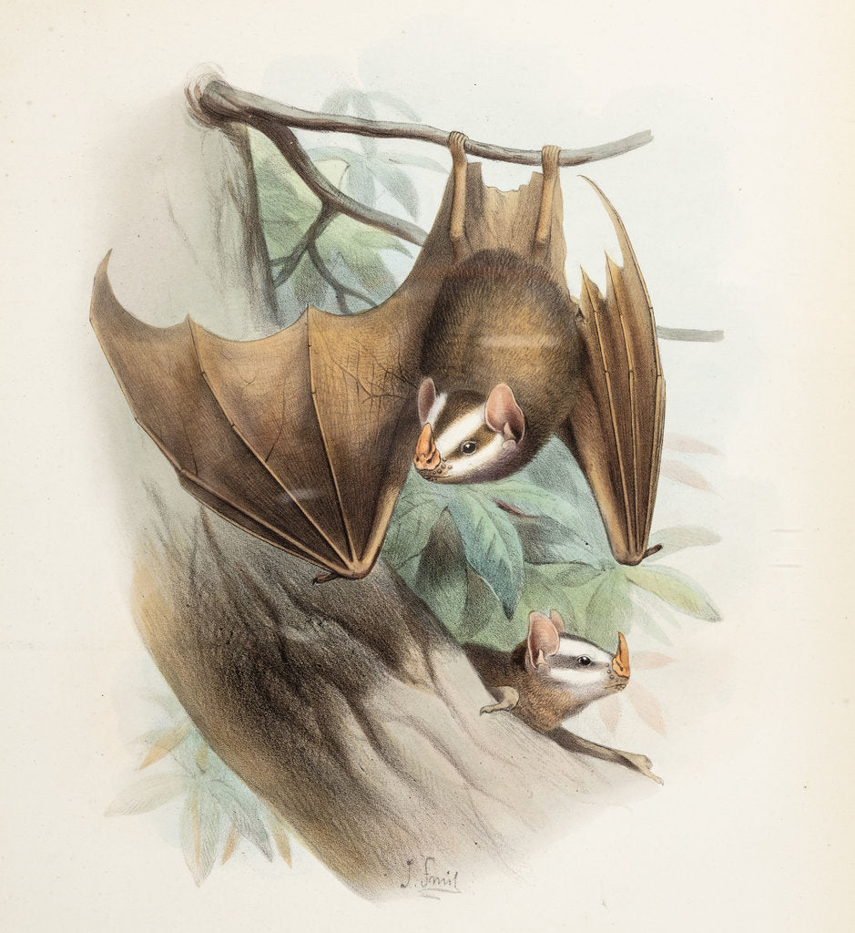 Detail of Salvin's big-eyed bat by Joseph Smit