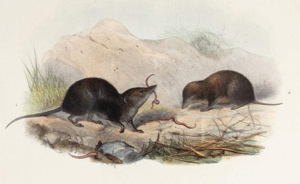Detail of Shrews by Joseph Smit