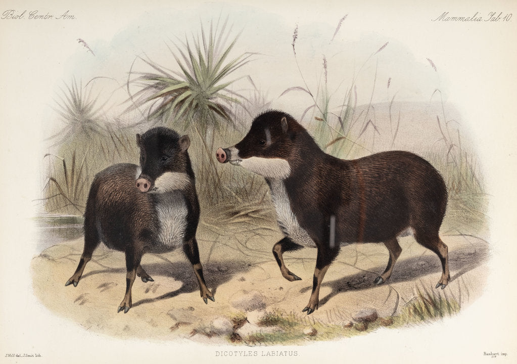 Detail of White-lipped peccary by Joseph Smit