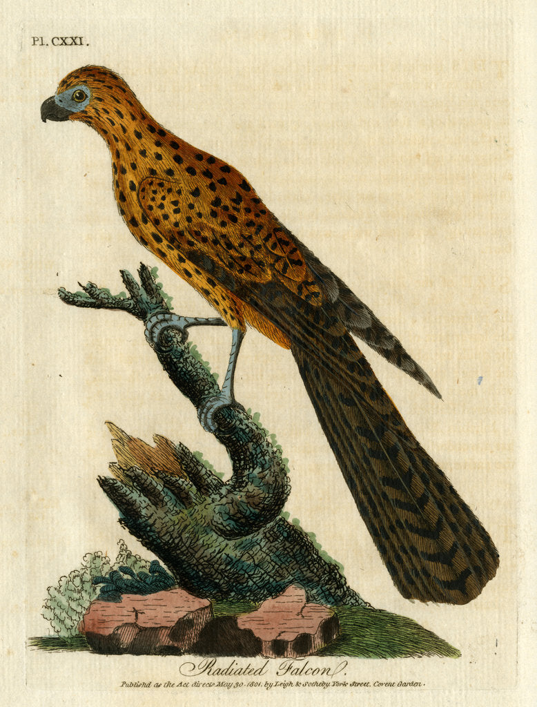 Detail of ‘Radiated falcon’ by John Latham