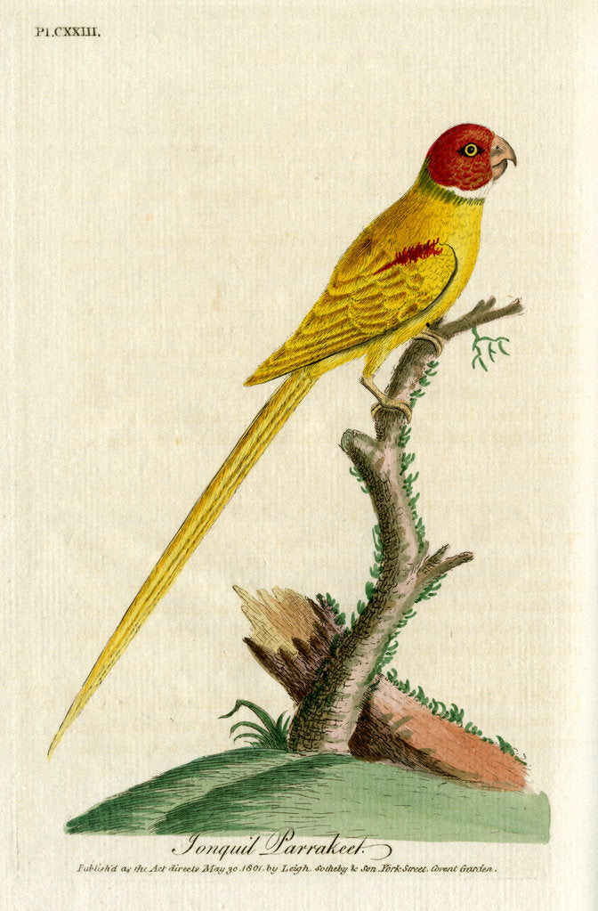 Detail of ‘Jongquil parrakeet’ by John Latham