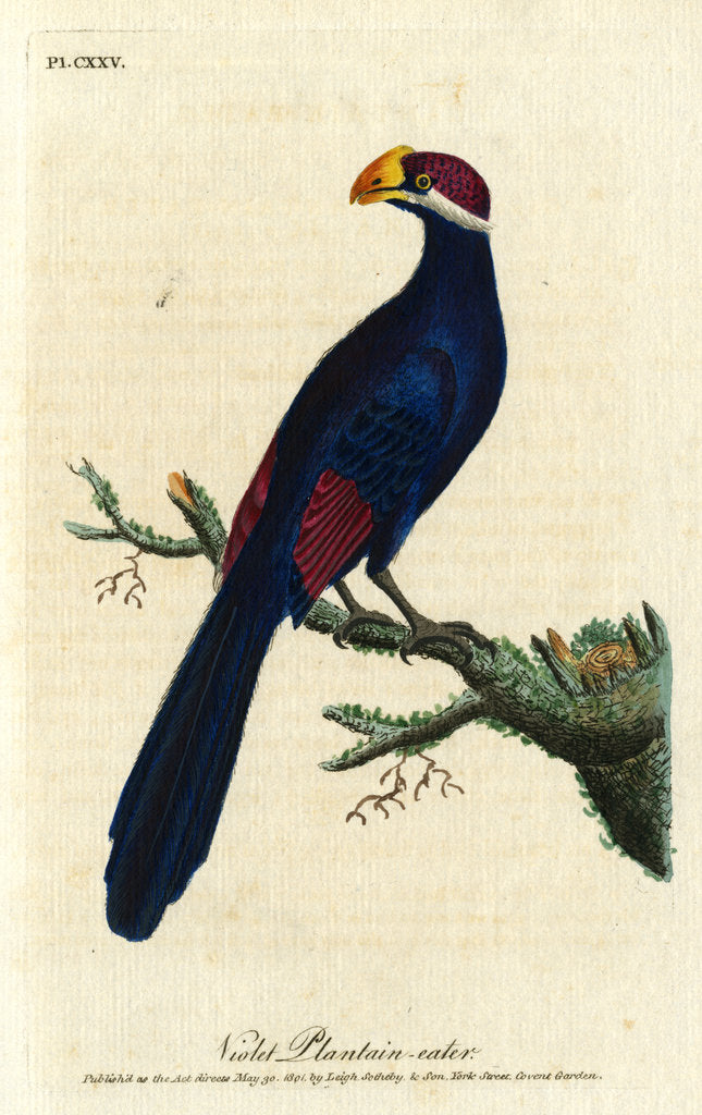 Detail of ‘Violet Plantain-eater’ by John Latham