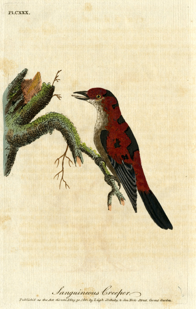 Detail of ‘Sanguineous creeper’ by John Latham