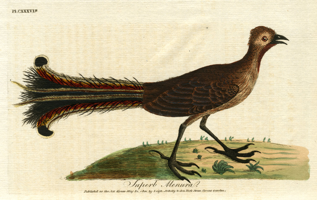 Detail of ‘American rhea’ by John Latham