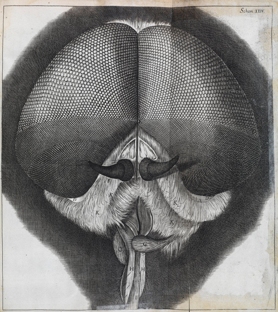Detail of Microscopic view of the head of a grey drone-fly by Robert Hooke