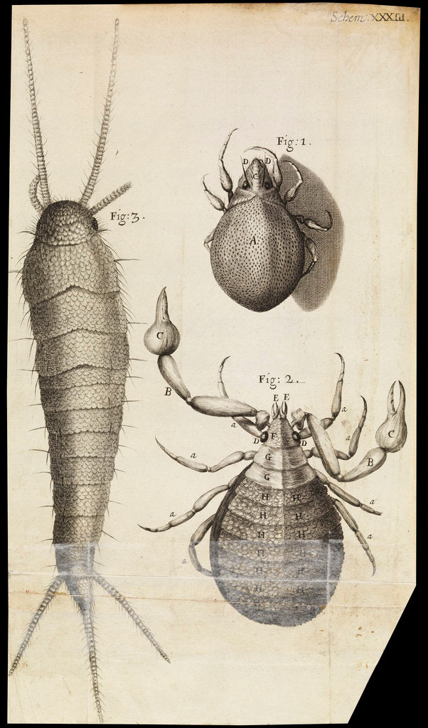 Detail of Microscopic views of a black mite, a 'crab-like' insect and a silverfish by Robert Hooke