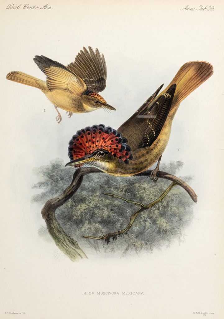 Detail of Northern royal flycatcher by Johannes Gerardus Keulemans