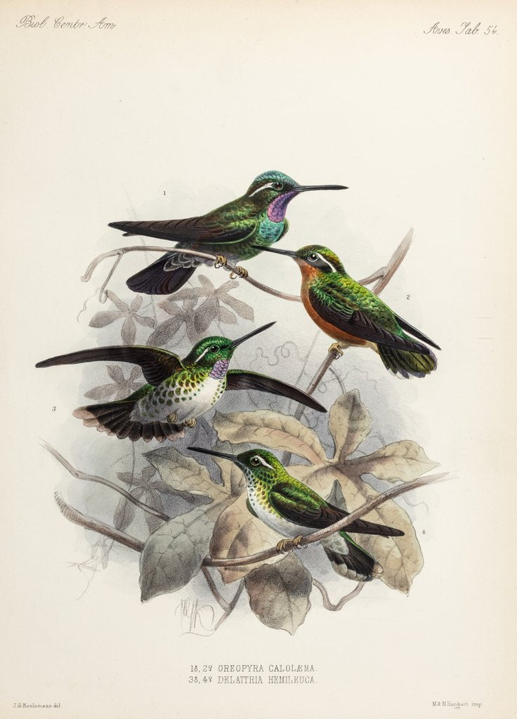 Detail of Hummingbirds by Johannes Gerardus Keulemans