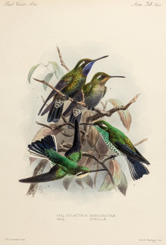 Detail of Hummingbirds by Johannes Gerardus Keulemans