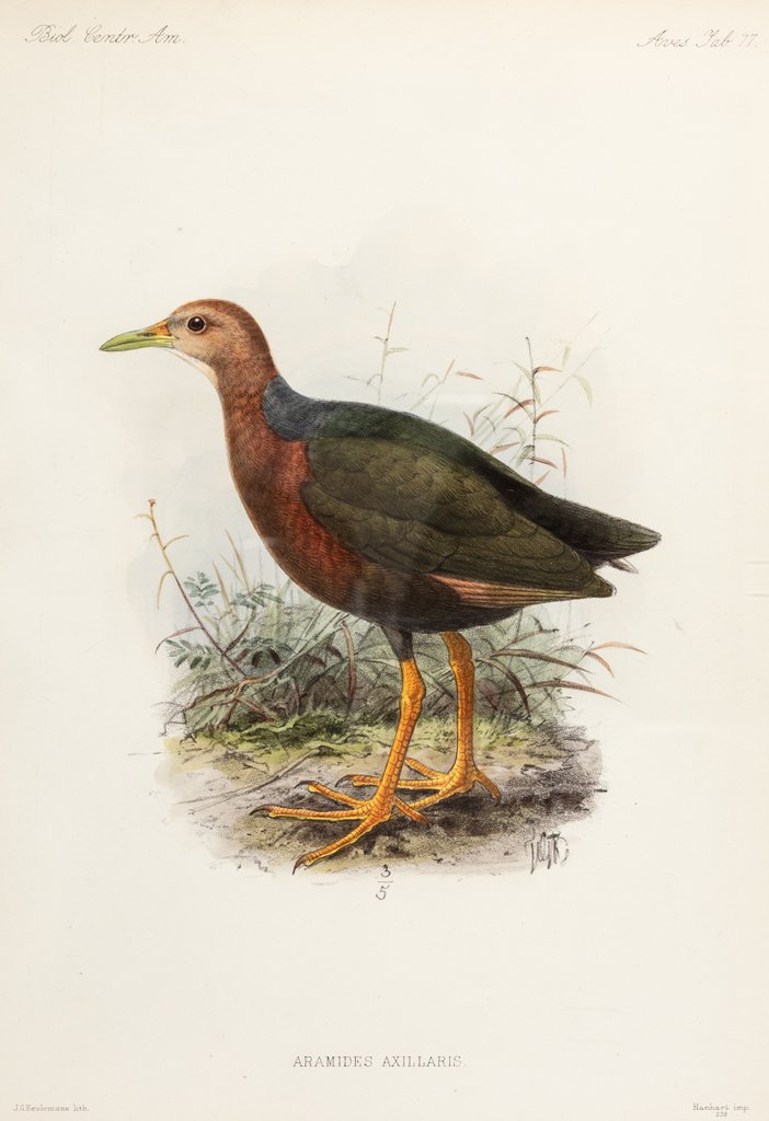 Detail of Rufus-necked wood rail by Johannes Gerardus Keulemans