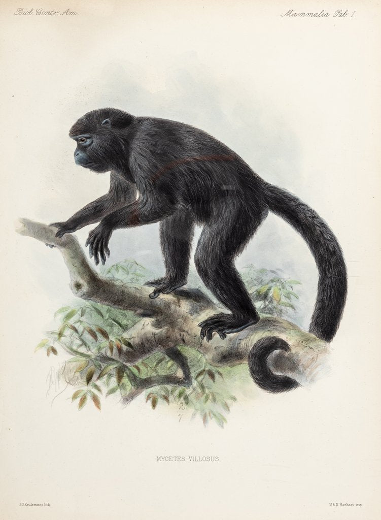 Detail of Howler monkey by Johannes Gerardus Keulemans