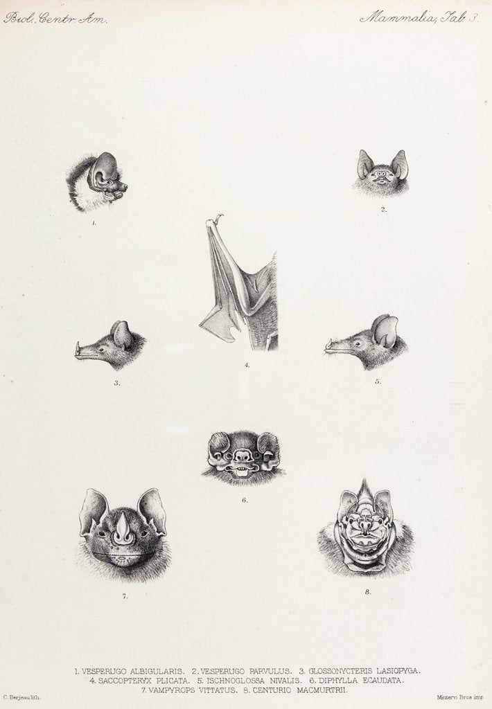Detail of Bats by Philibert Charles Berjeau
