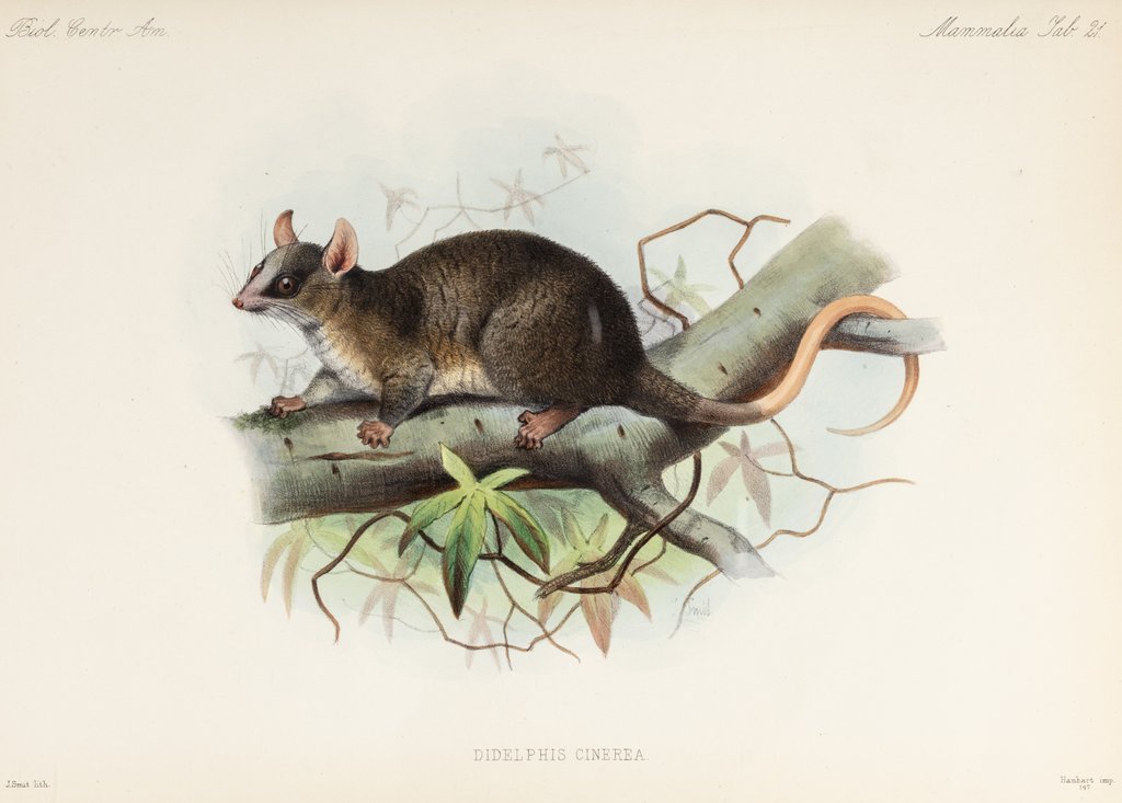 Detail of Woolly mouse opossum by Joseph Smit