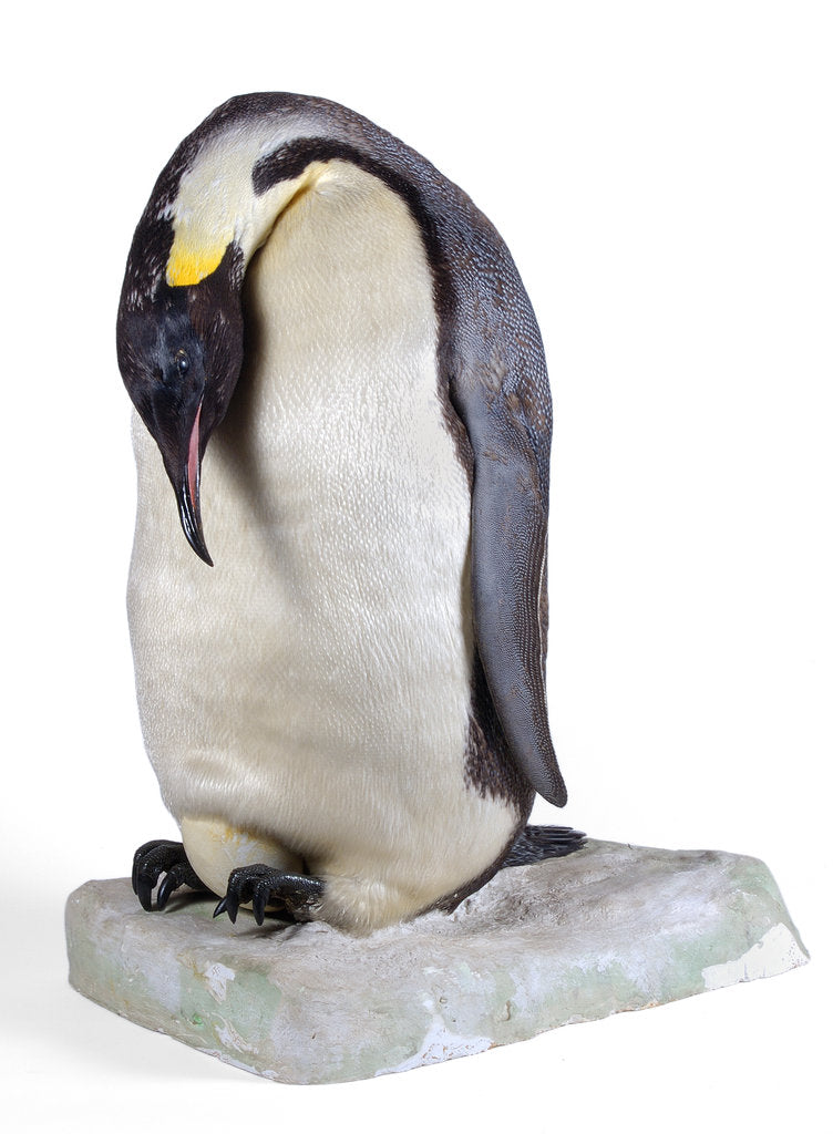 Detail of Emperor penguin by Anonymous
