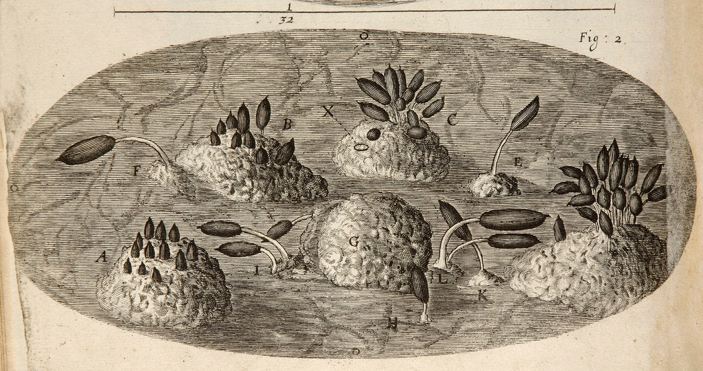 Detail of Microscopic view of blight on a rose leaf by Robert Hooke
