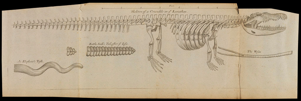 Detail of A crocodile skeleton in the Royal Society's Repository by Anonymous