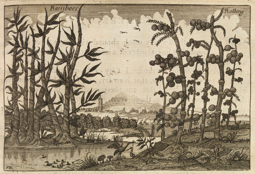 Detail of Bamboes [Bamboo] by Wenceslaus Hollar