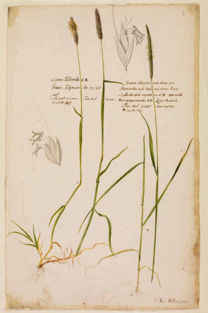 Detail of Fox tail grass by Richard Waller