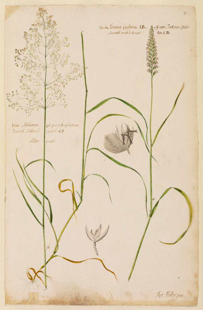 Detail of Millet grass and smooth crested grass by Richard Waller