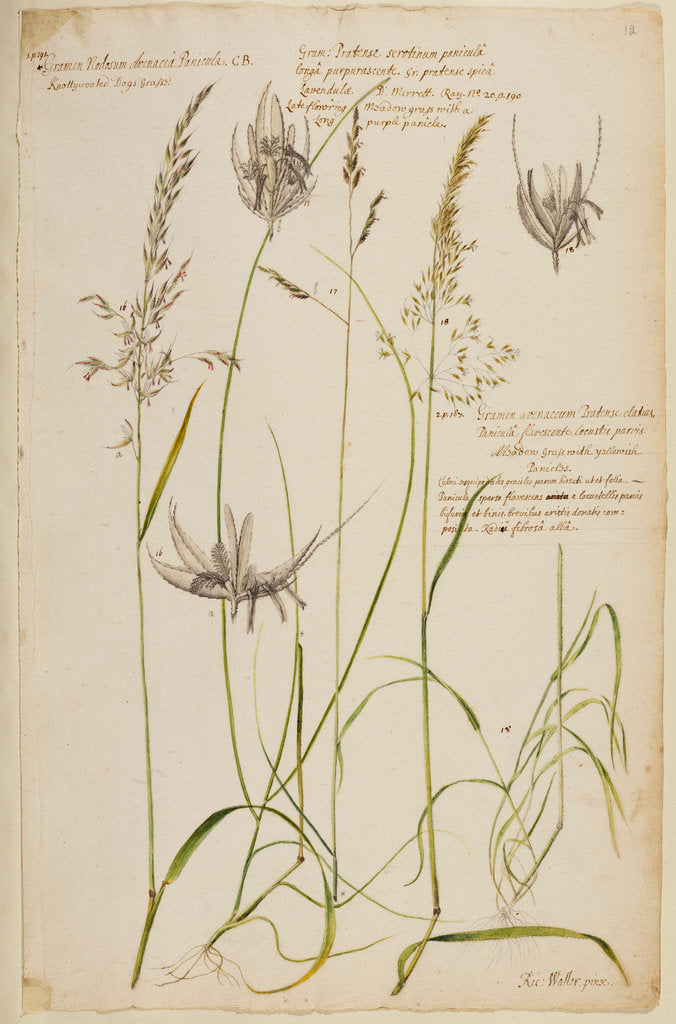 Detail of Knotty-rooted dog's grass and meadow grass by Richard Waller