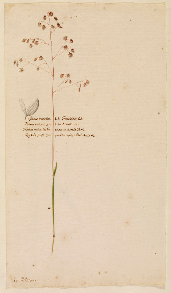 Detail of Quaking grass or Lady's hair by Richard Waller