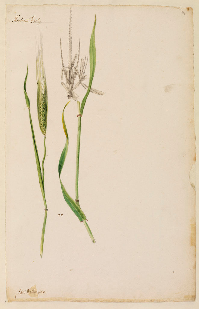 Detail of Barley by Richard Waller